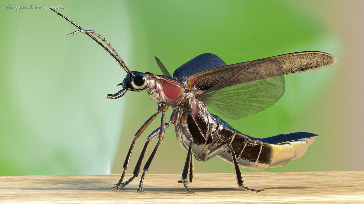 3D model Photinus Pyralis Standing Pose