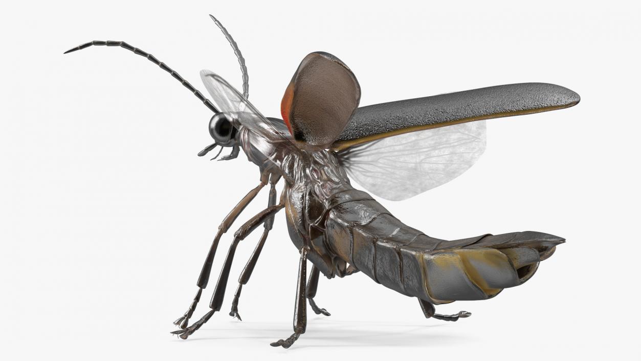 3D model Photinus Pyralis Standing Pose