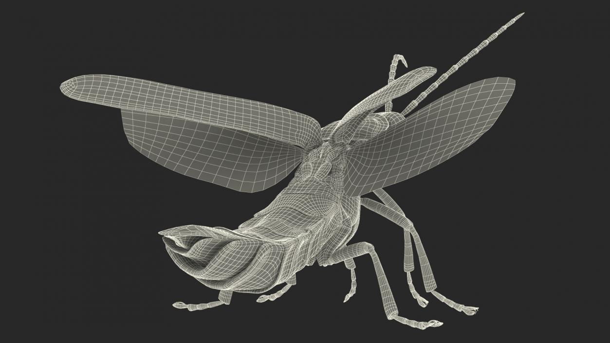 3D model Photinus Pyralis Standing Pose