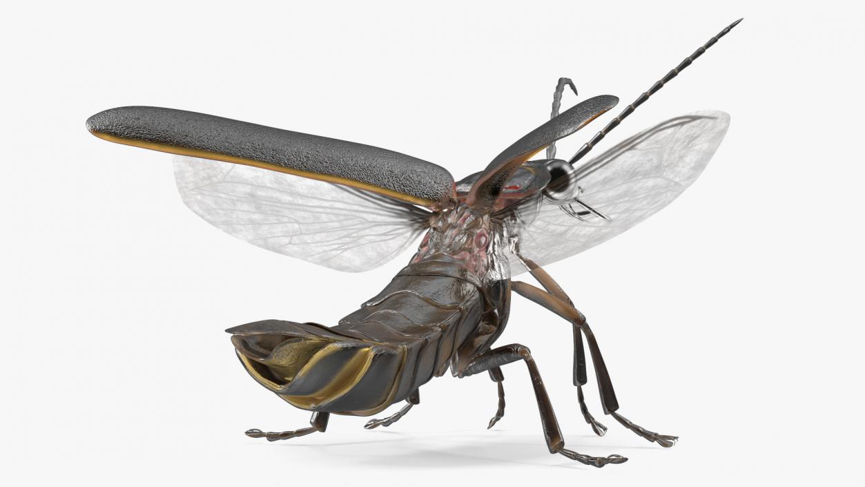 3D model Photinus Pyralis Standing Pose