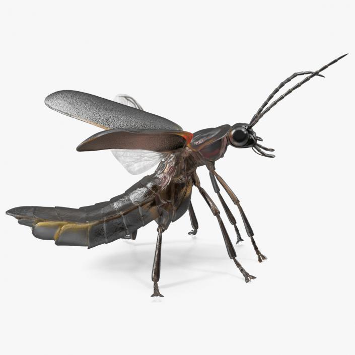 3D model Photinus Pyralis Standing Pose