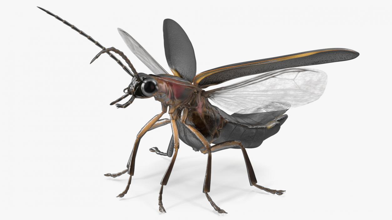 3D model Photinus Pyralis Standing Pose