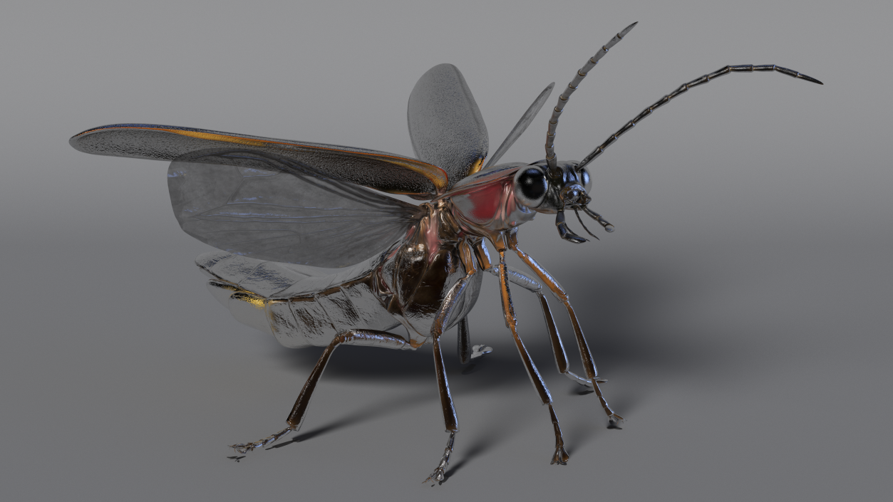 3D model Photinus Pyralis Standing Pose