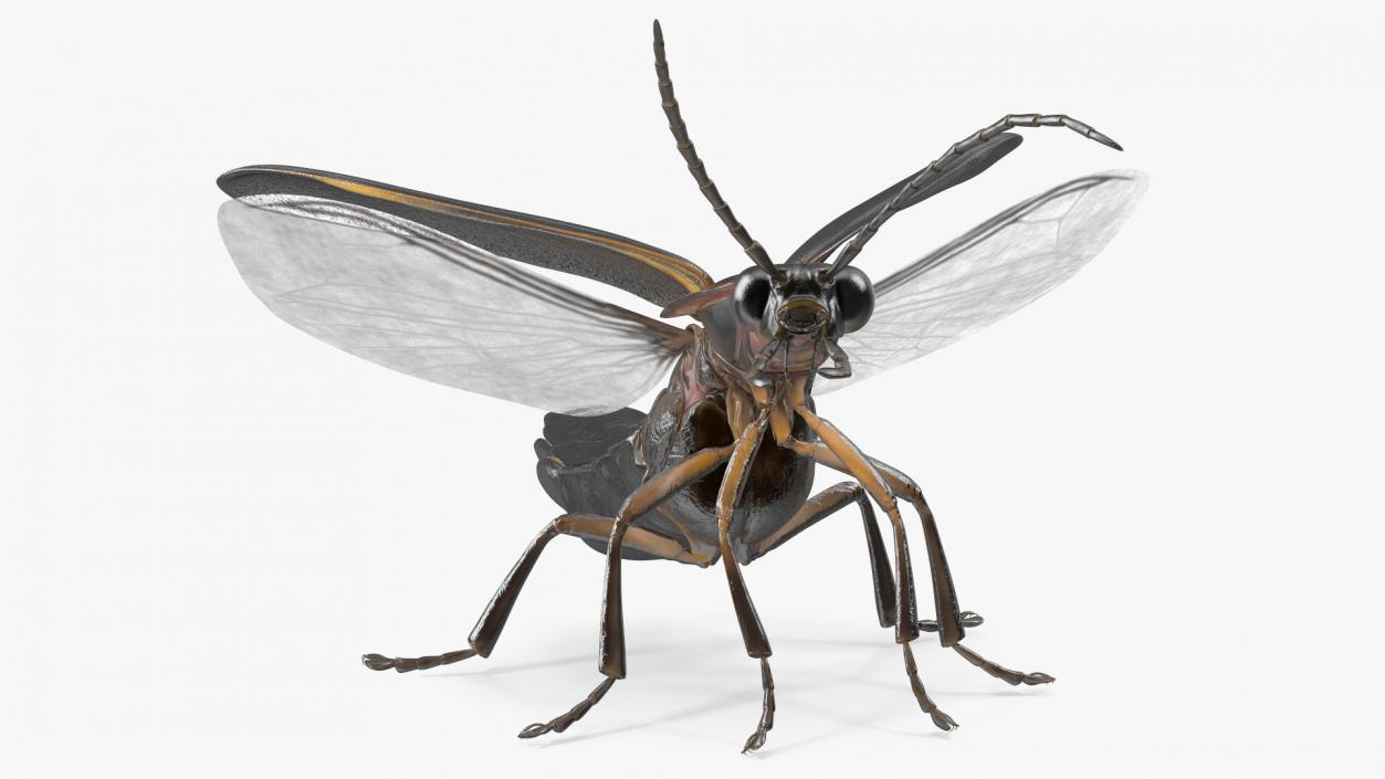 3D model Photinus Pyralis Standing Pose