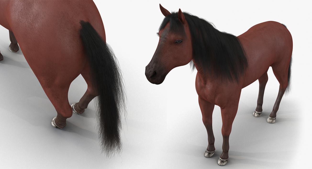 Horse and Skeleton 3D Models Collection 3D model