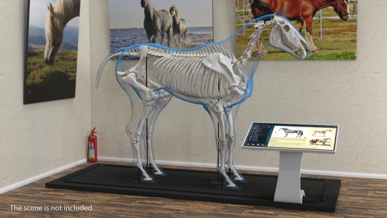 Horse and Skeleton 3D Models Collection 3D model