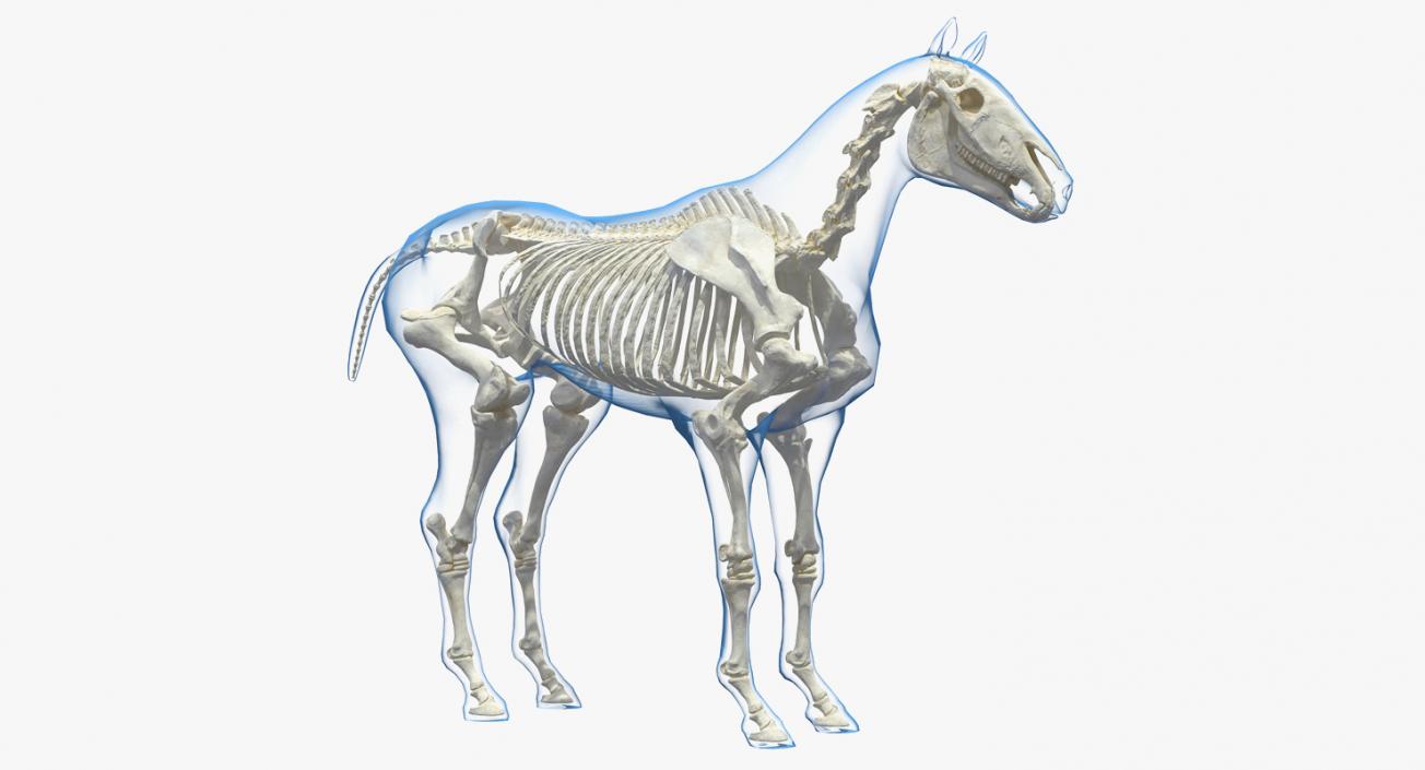 Horse and Skeleton 3D Models Collection 3D model