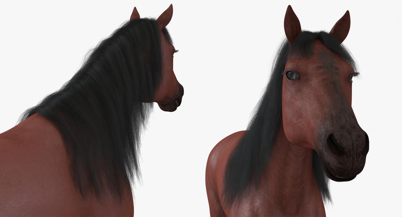 Horse and Skeleton 3D Models Collection 3D model