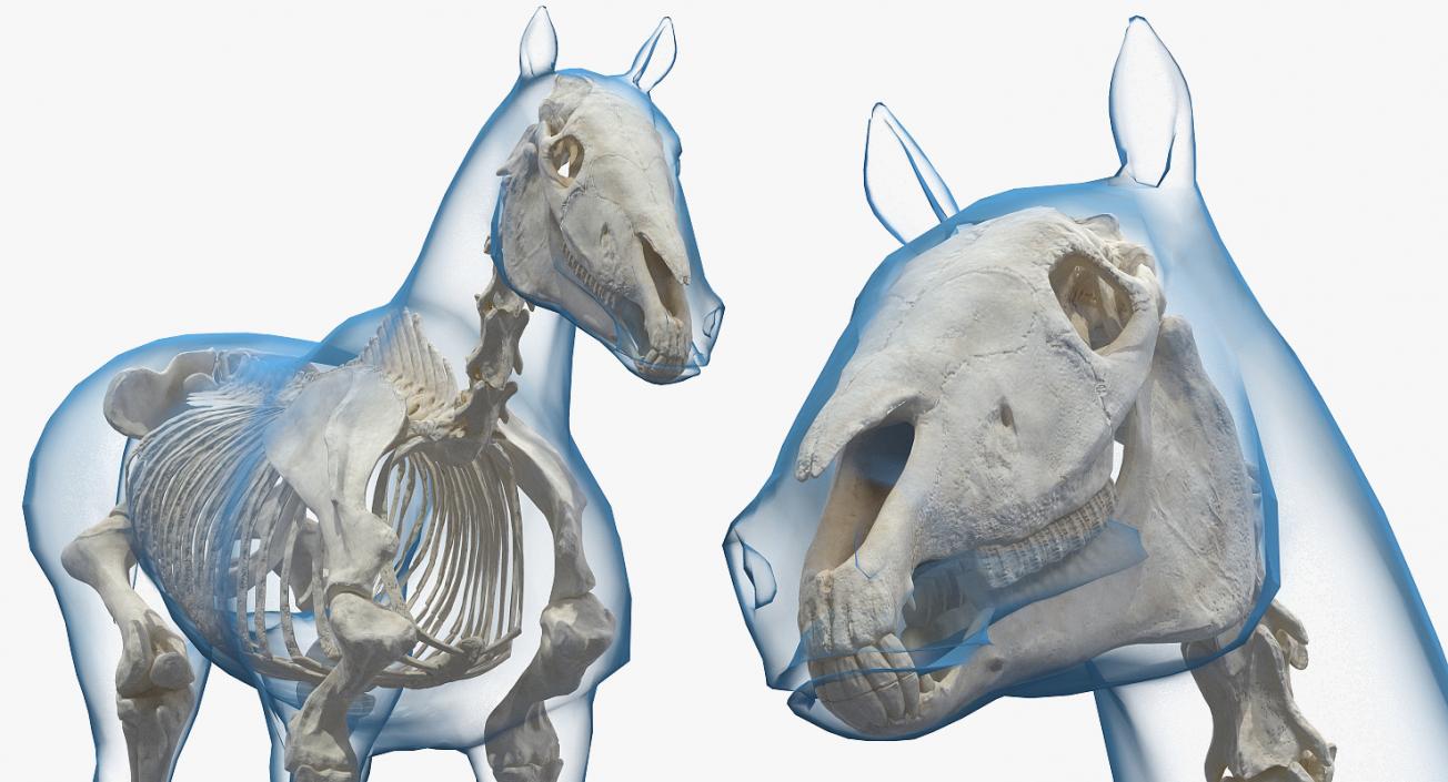 Horse and Skeleton 3D Models Collection 3D model