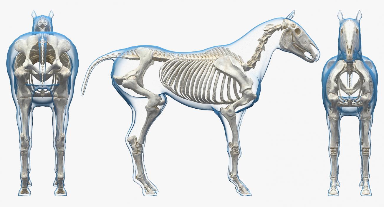 Horse and Skeleton 3D Models Collection 3D model