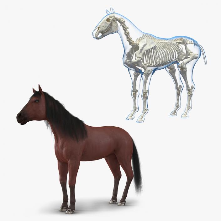 Horse and Skeleton 3D Models Collection 3D model