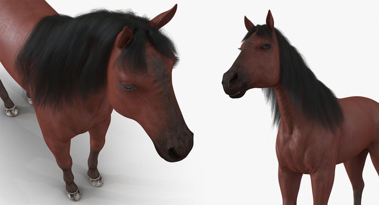 Horse and Skeleton 3D Models Collection 3D model