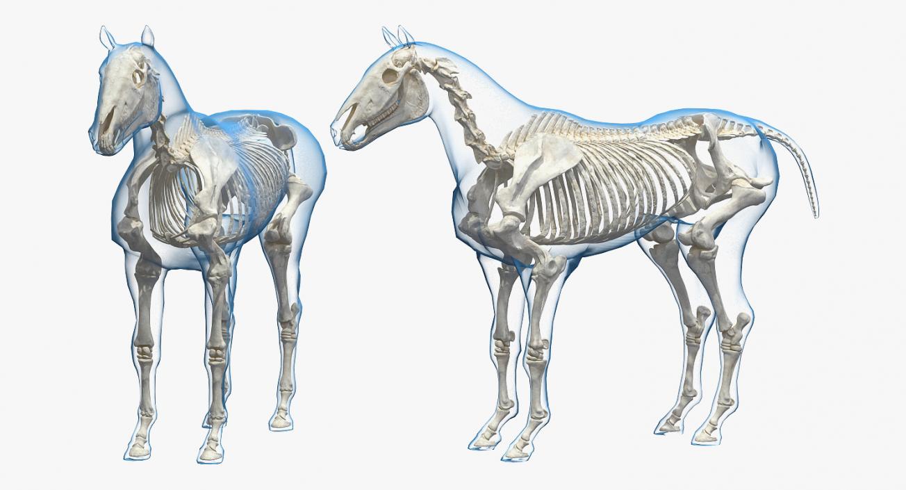 Horse and Skeleton 3D Models Collection 3D model