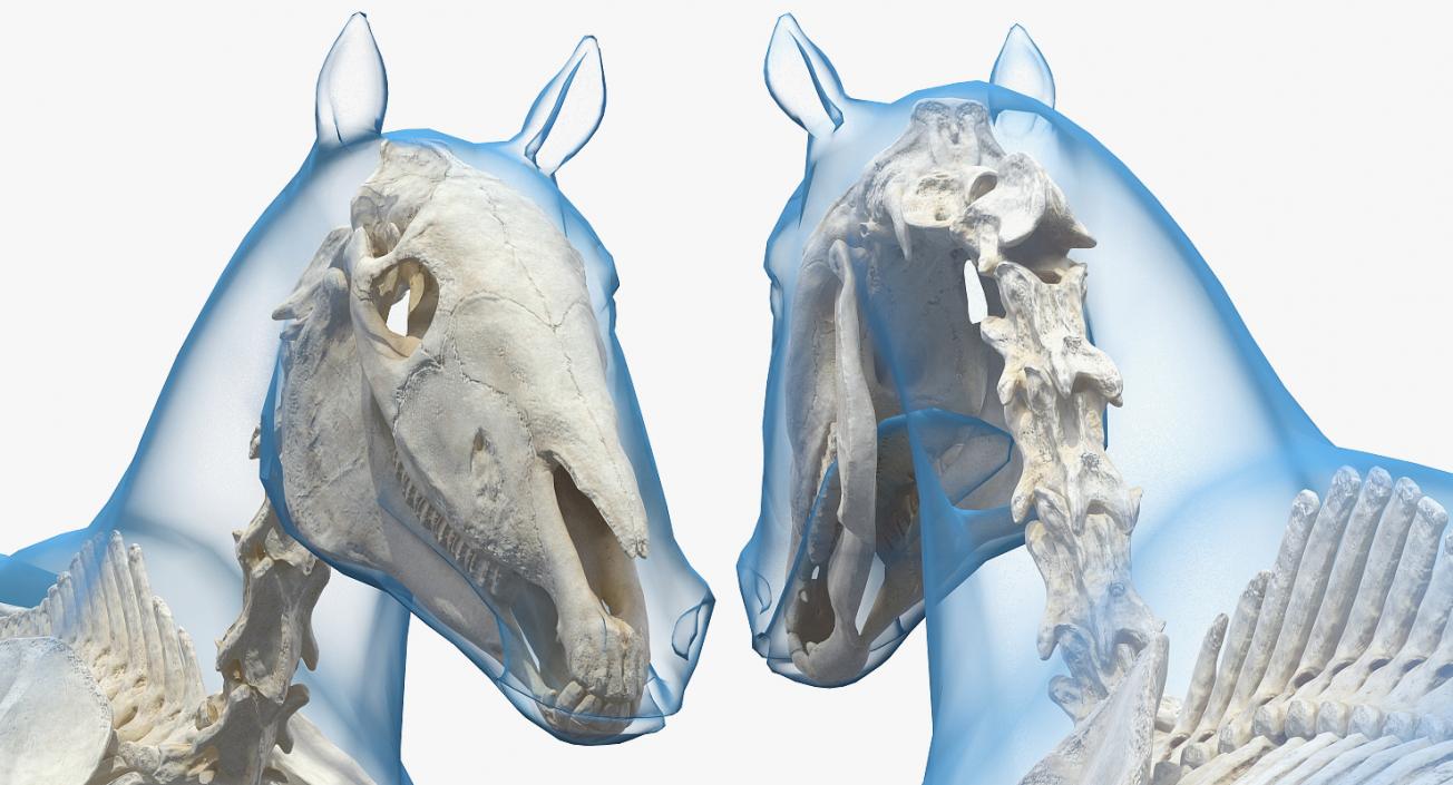 Horse and Skeleton 3D Models Collection 3D model