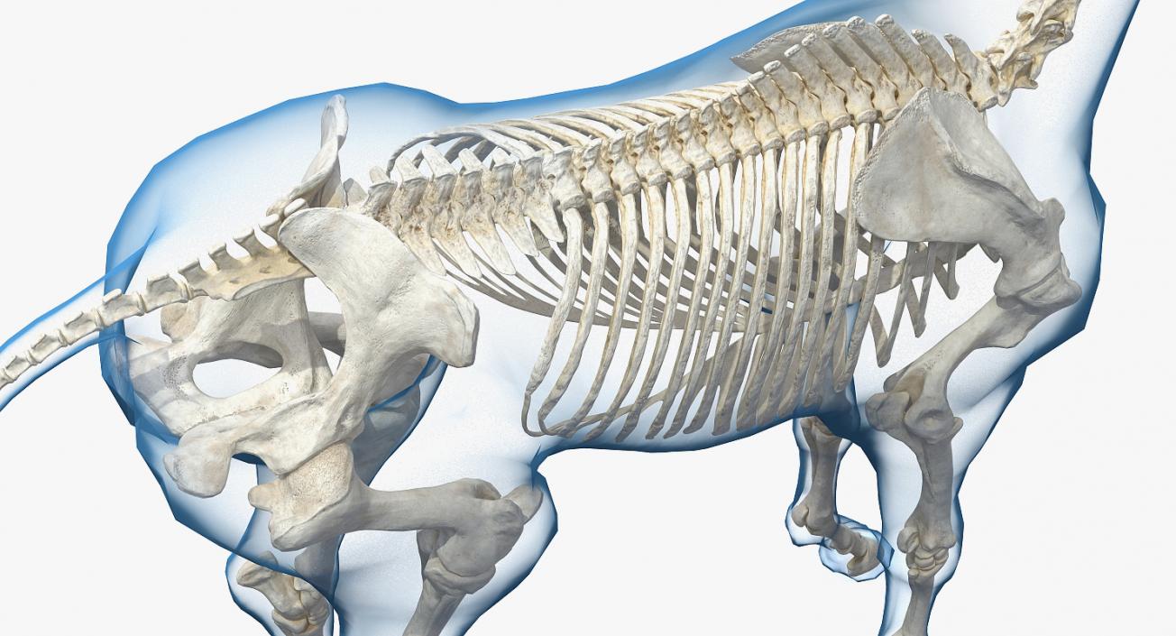 Horse and Skeleton 3D Models Collection 3D model