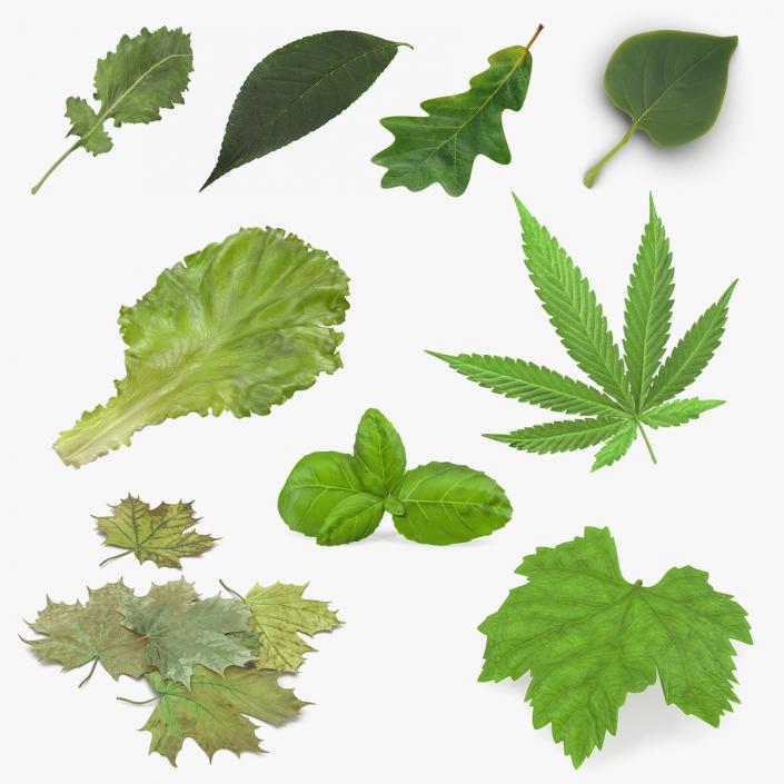 Leaves Collection 5 3D model