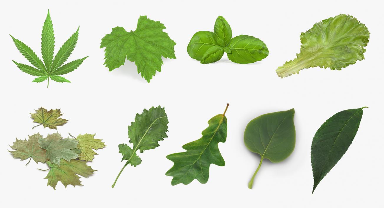 Leaves Collection 5 3D model