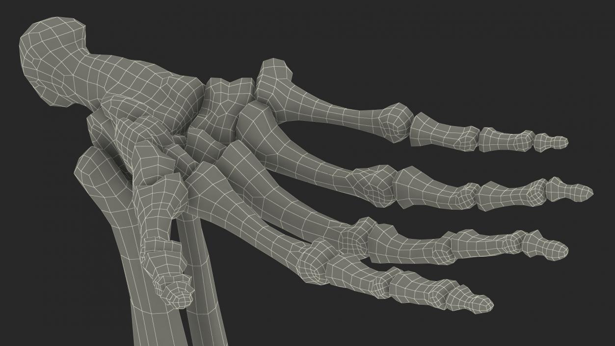 3D Gorilla Skeleton Bone Structure