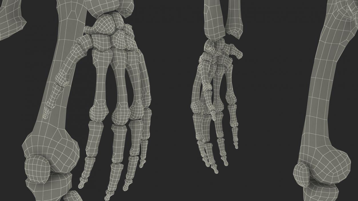 3D Gorilla Skeleton Bone Structure