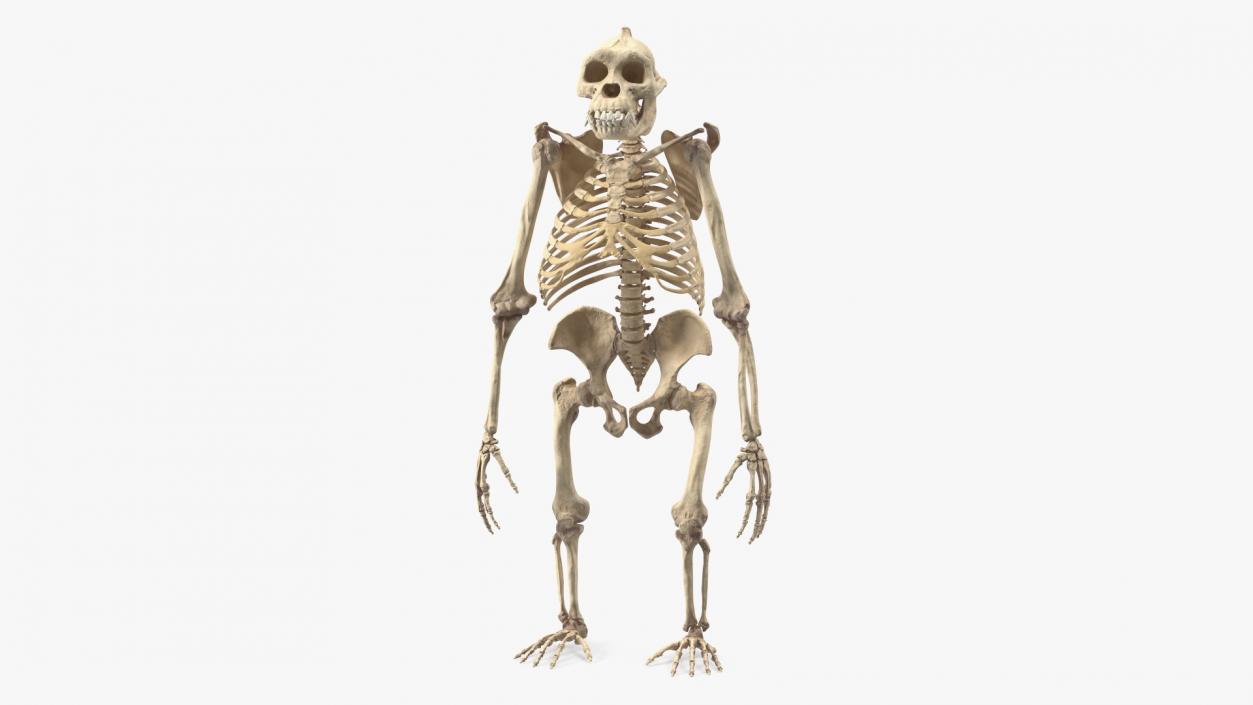 3D Gorilla Skeleton Bone Structure