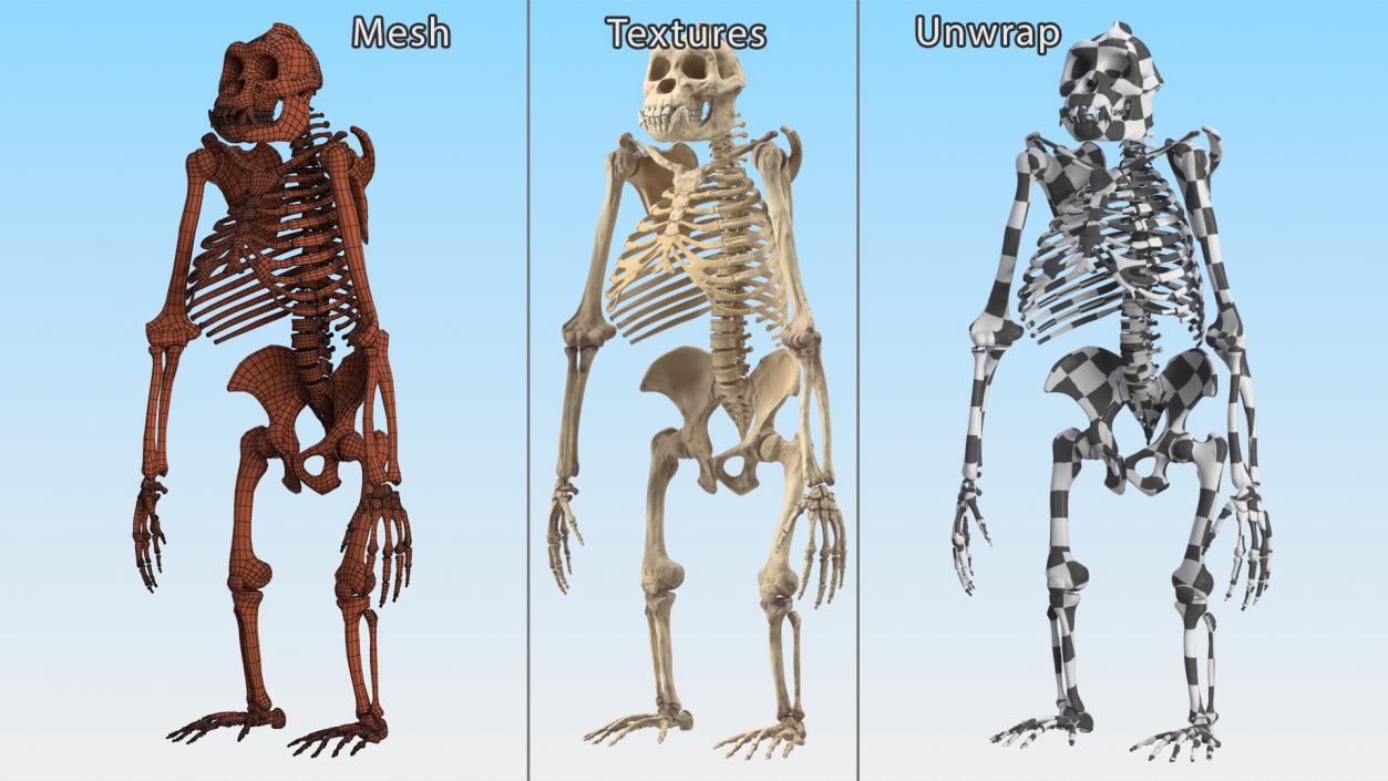 3D Gorilla Skeleton Bone Structure