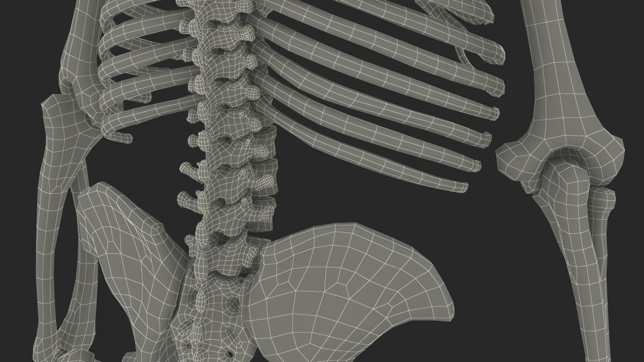 3D Gorilla Skeleton Bone Structure