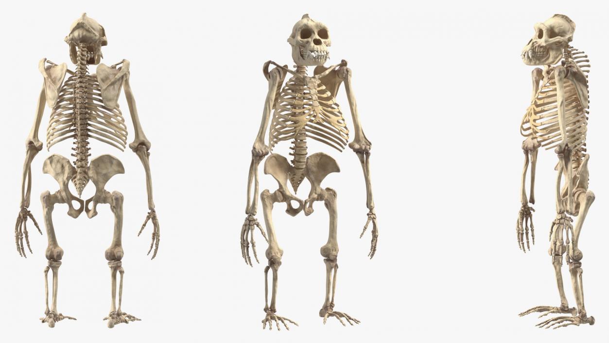 3D Gorilla Skeleton Bone Structure