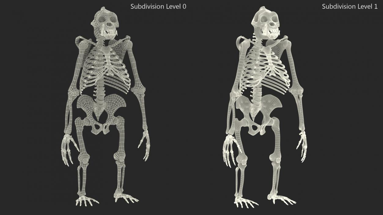 3D Gorilla Skeleton Bone Structure