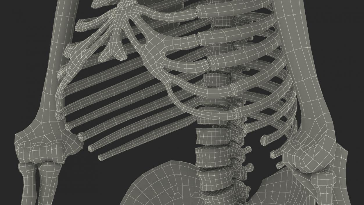 3D Gorilla Skeleton Bone Structure