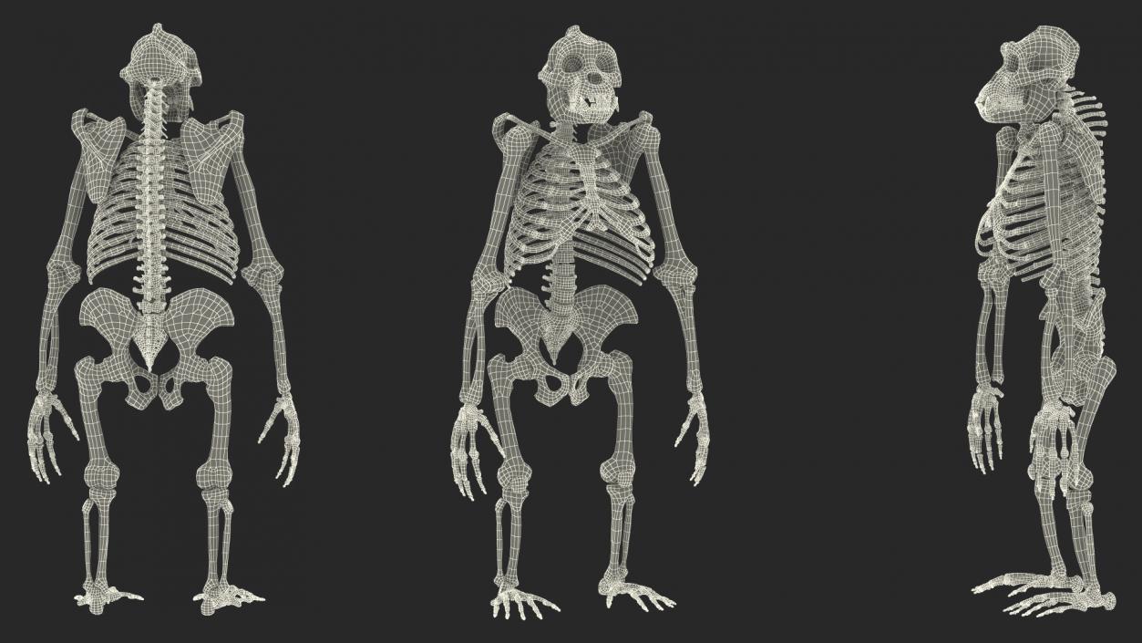 3D Gorilla Skeleton Bone Structure