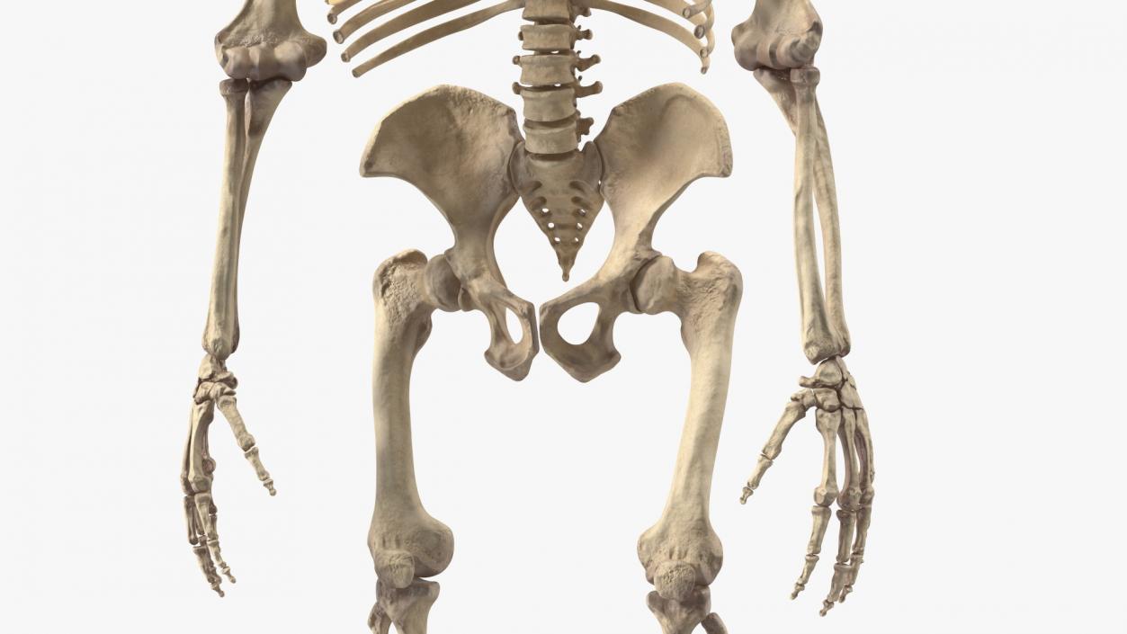 3D Gorilla Skeleton Bone Structure