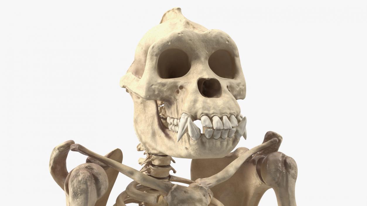 3D Gorilla Skeleton Bone Structure