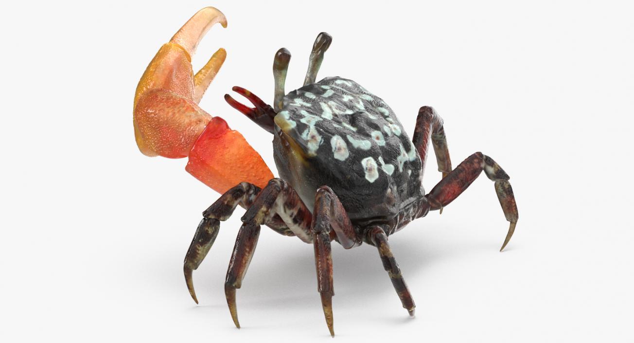 Fiddler Crab Rigged 3D model