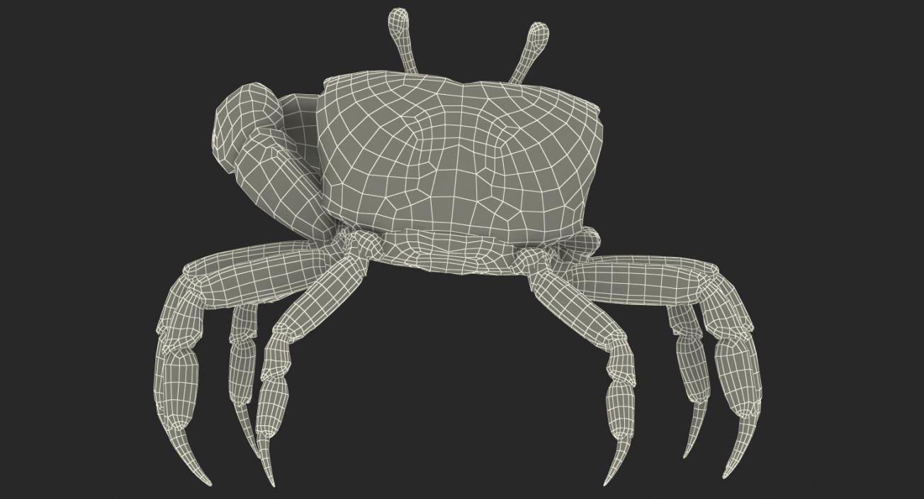 Fiddler Crab Rigged 3D model