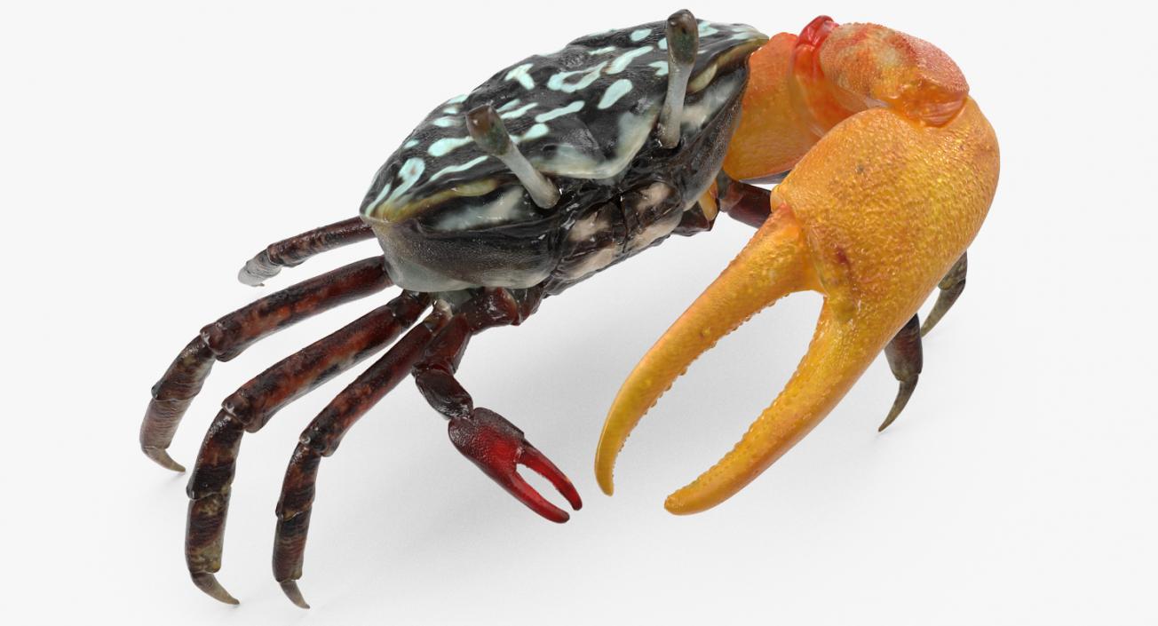 Fiddler Crab Rigged 3D model