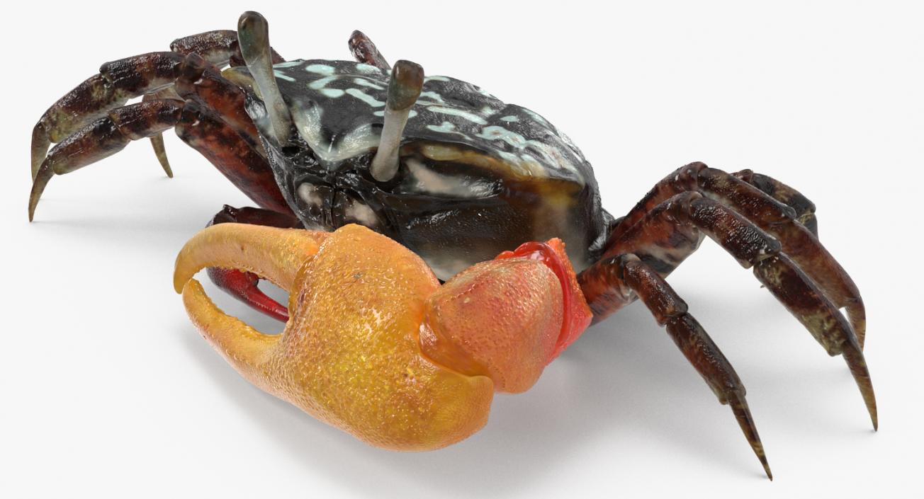 Fiddler Crab Rigged 3D model