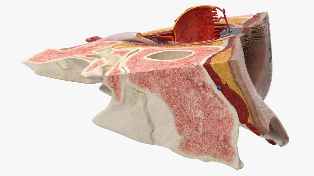 3D model Eye Anatomy Cross-Section Left