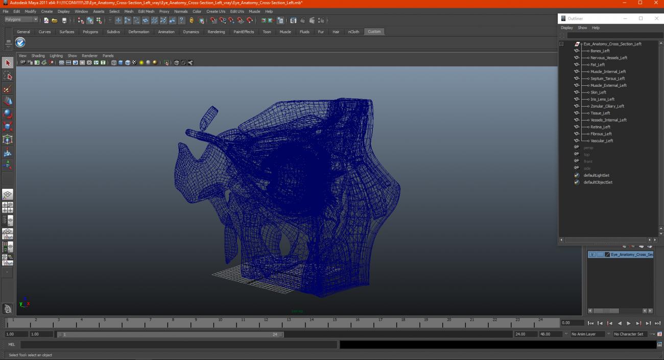 3D model Eye Anatomy Cross-Section Left