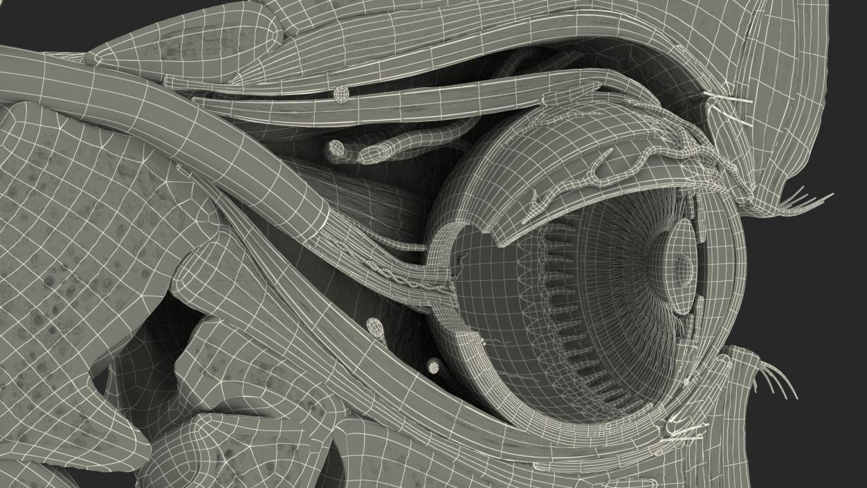 3D model Eye Anatomy Cross-Section Left