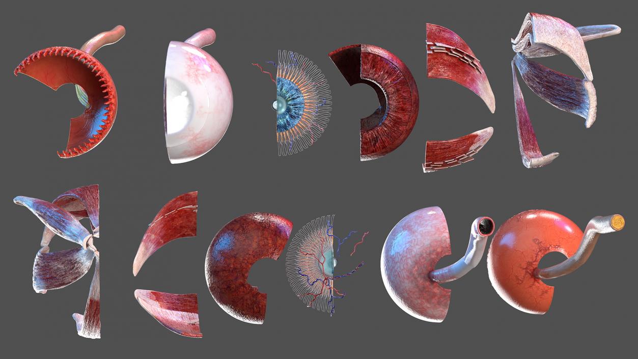 3D model Eye Anatomy Cross-Section Left