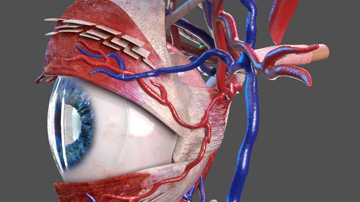 3D model Eye Anatomy Cross-Section Left