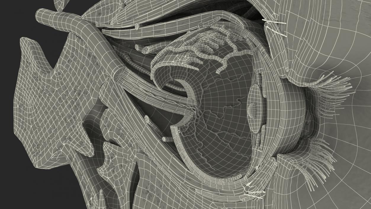 3D model Eye Anatomy Cross-Section Left