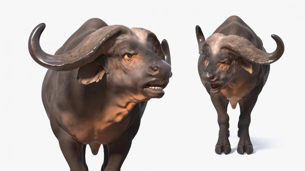 3D model Cape Buffalo African Buffalo Rigged