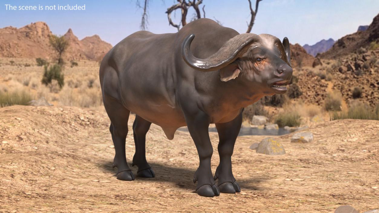 3D model Cape Buffalo African Buffalo Rigged