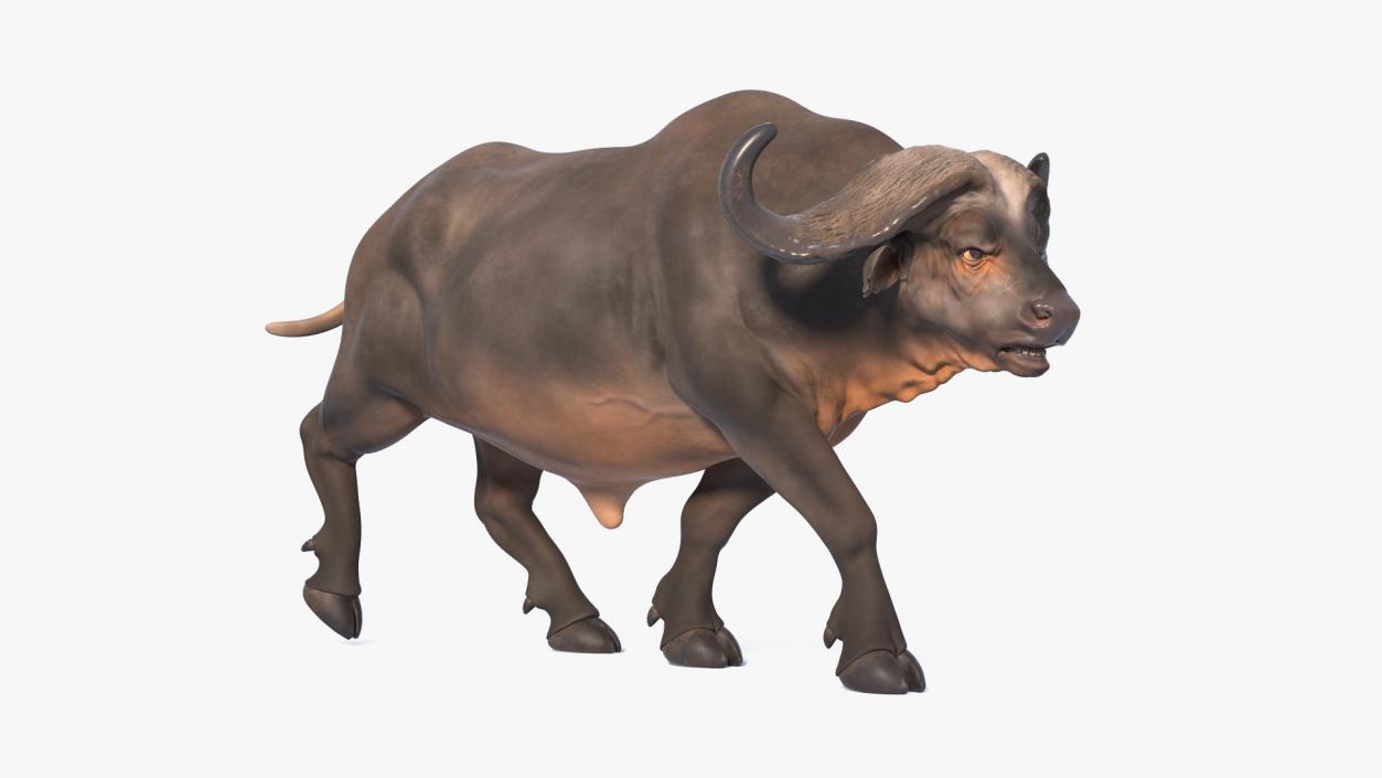 3D model Cape Buffalo African Buffalo Rigged