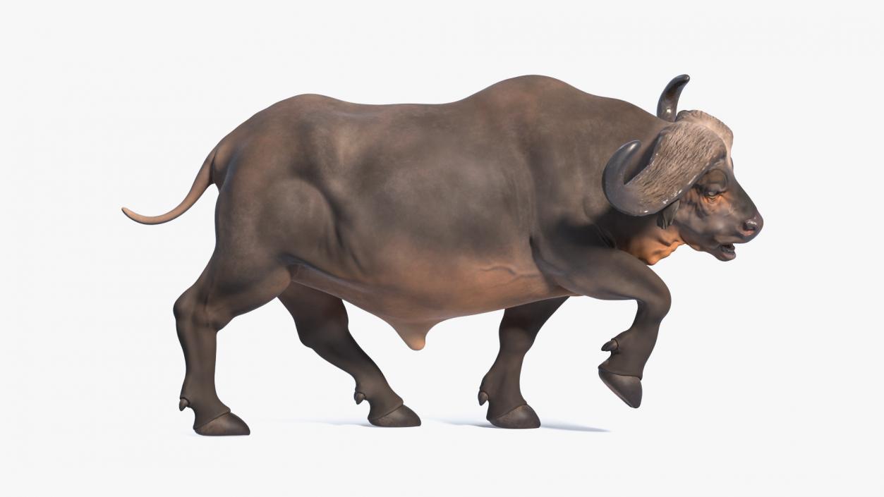 3D model Cape Buffalo African Buffalo Rigged