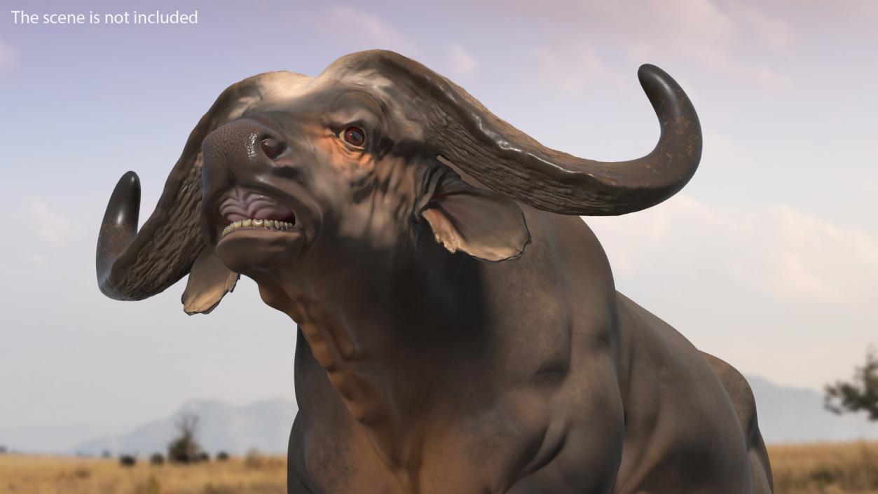 3D model Cape Buffalo African Buffalo Rigged