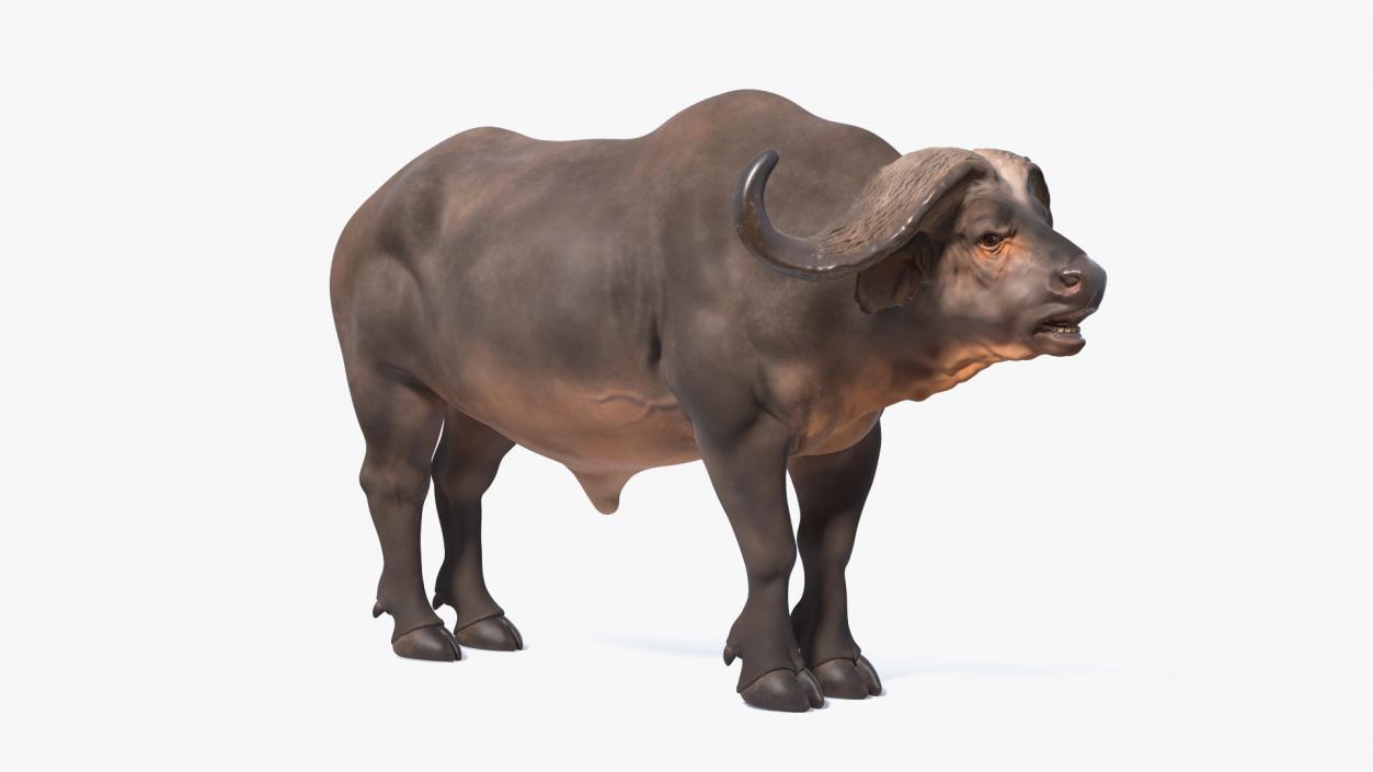 3D model Cape Buffalo African Buffalo Rigged