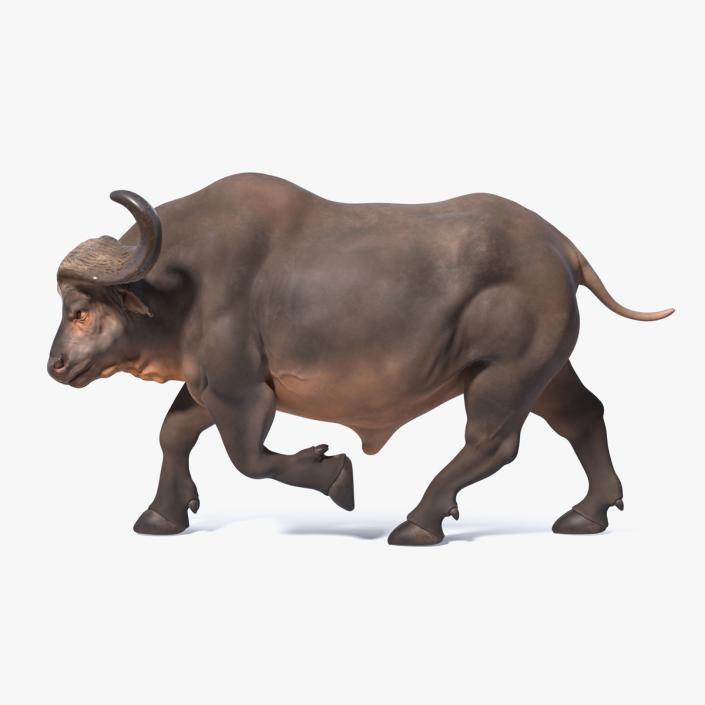 3D model Cape Buffalo African Buffalo Rigged