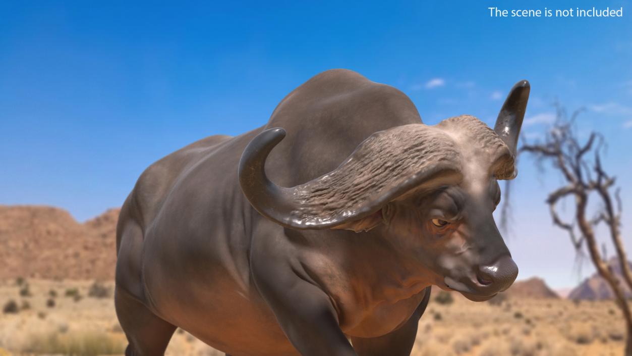 3D model Cape Buffalo African Buffalo Rigged